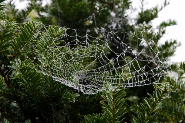 Spider Web in Evergreen Tree (CC0)